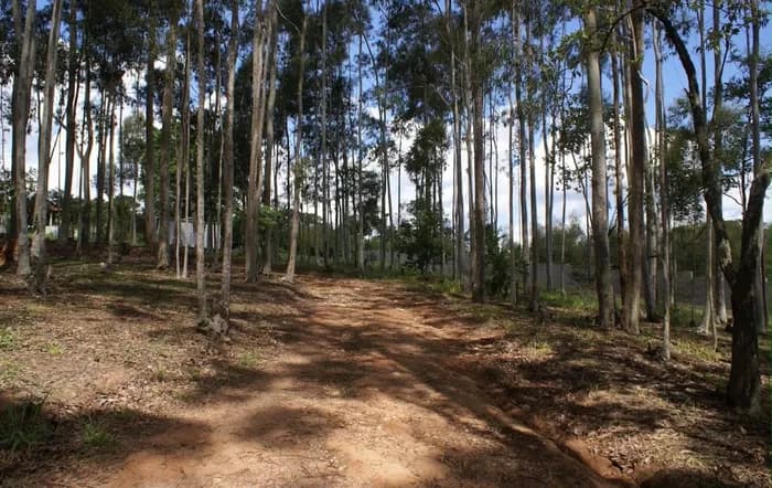 Foto do local — trilha na mata